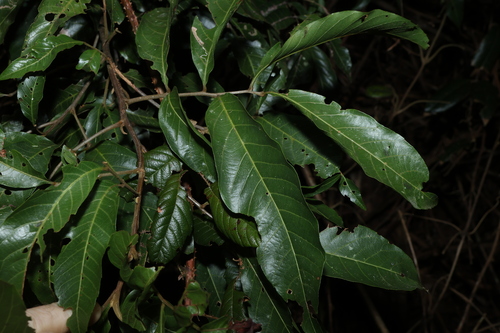 Alectryon subcinereus observed 2026-10-18