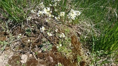 Arabidopsis suecica