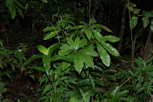 Argyrodendron actinophyllum, 2026-10-18