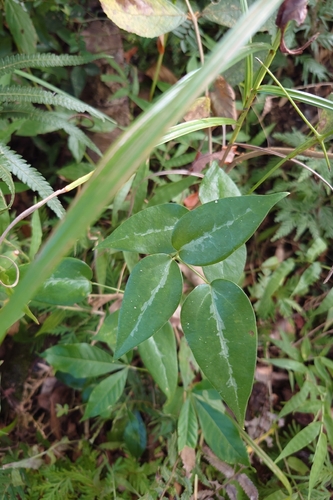 Clematis uncinata observed 2026-09-26