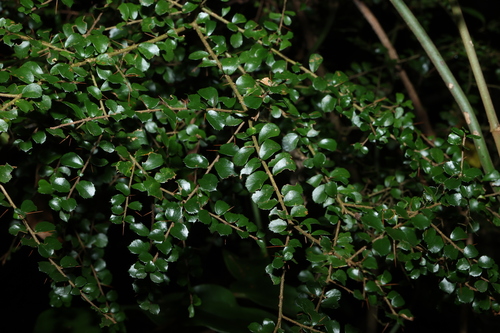 Pittosporum multiflorum observed 2026-10-18