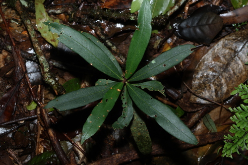Syzygium ingens, 2026-10-18