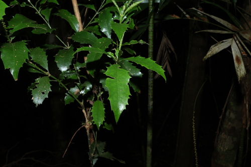 Polyosma observed 2026-10-18