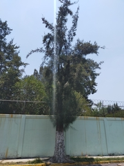 Casuarina equisetifolia