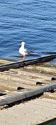 Black-headed Gull