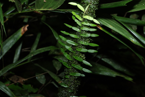 Pothos longipes observed 2026-10-18