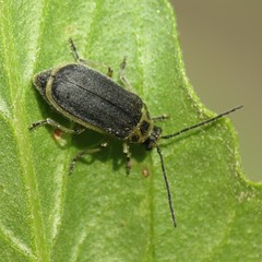 Trirhabda geminata