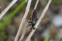 Lampria rubriventris