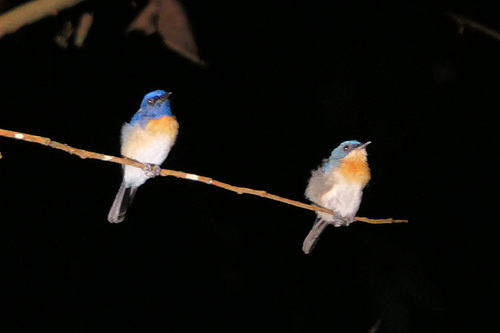 Cyornis turcosus observed 2026-09-01