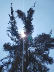 Casuarina equisetifolia