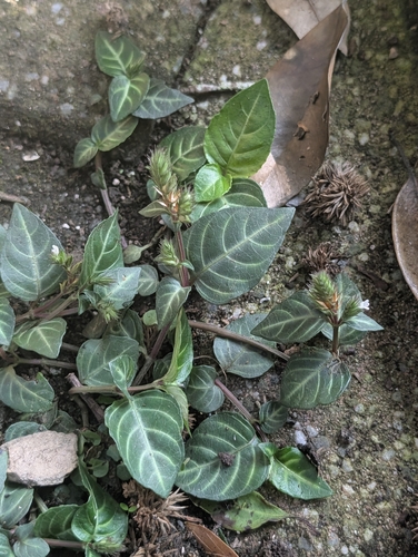 Lepidagathis inaequalis observed 2026-10-17