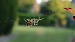 Mangora acalypha