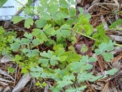 Aquilegia chrysantha