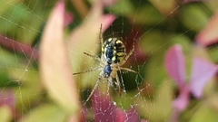 Mangora acalypha