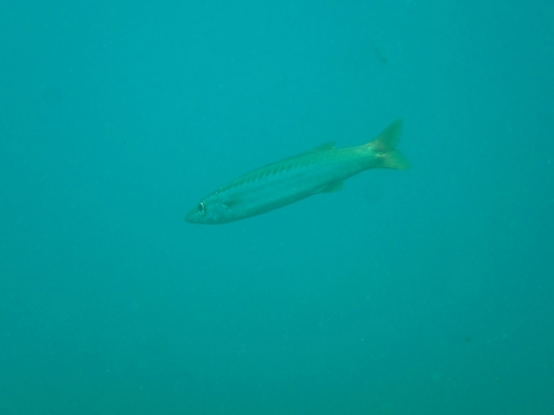 Sphyraena obtusata observed 2026-10-18