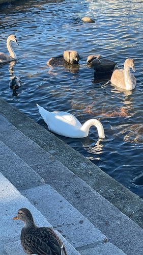 Mute Swan