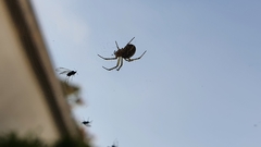 Mangora acalypha