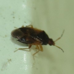 Lyctocoris