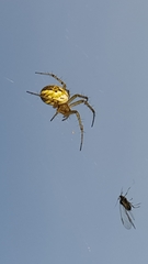 Mangora acalypha