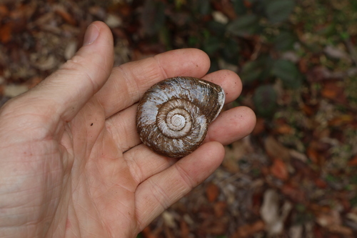 Pedinogyra rotabilis observed 2026-10-18