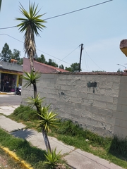 Yucca