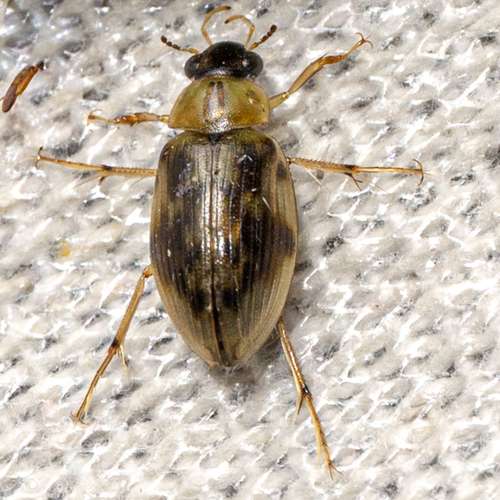 Berosus miles