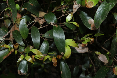 Stenocarpus observed 2026-10-18
