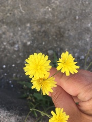 Crepis