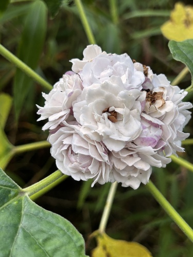 Clerodendrum chinense observed 2026-10-18