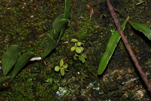 Peperomia tetraphylla observed 2026-10-18