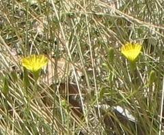 Hieracium marianum