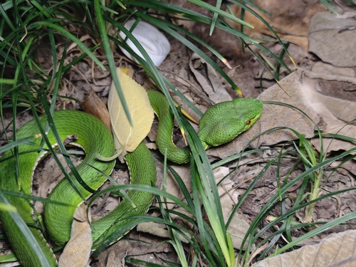Chinese Green Tree Viper