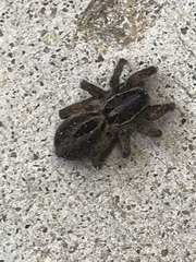 Araneae