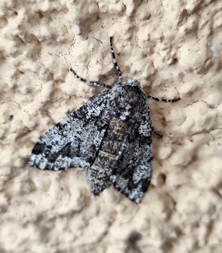 European Oak Beauty