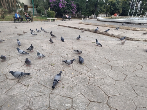Feral Pigeon
