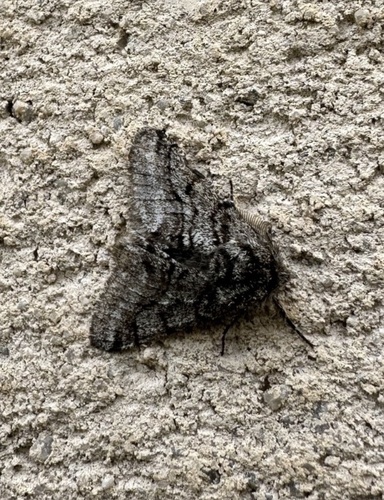 Brindled Beauty Moth