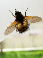 Dejeania bombylans