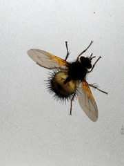 Dejeania bombylans