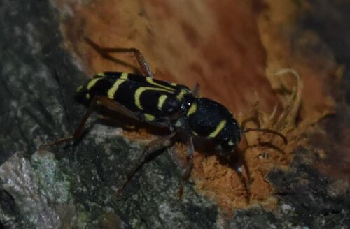 Xylotrechus arvicola