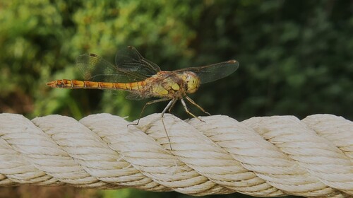 Common Darter