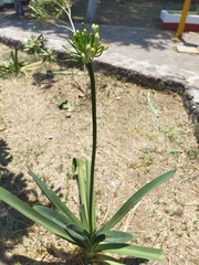 Agapanthus praecox