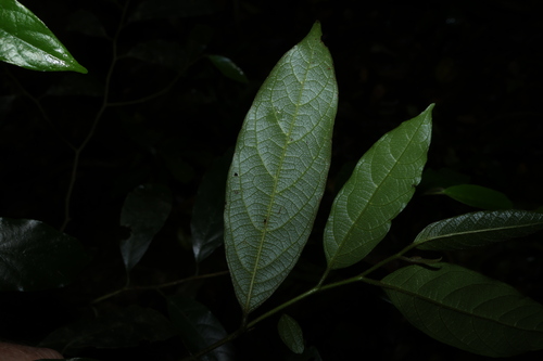 Alangium observed 2026-10-18