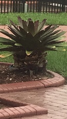 Alcantarea imperialis