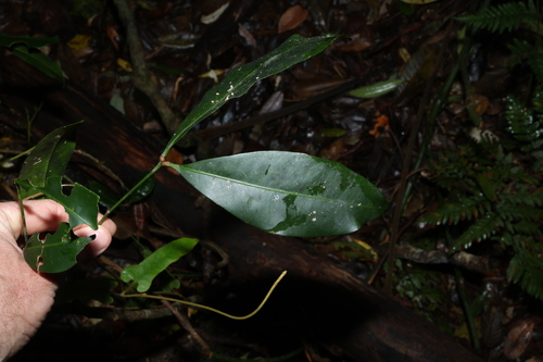 Anthocarapa nitidula observed 2026-10-18