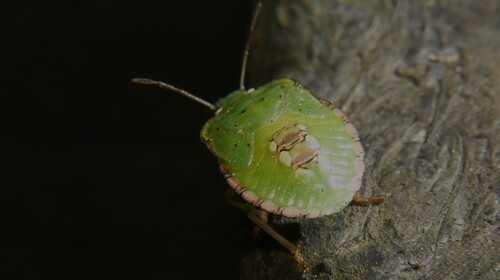 Southern Green Stink Bug