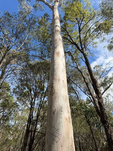Eucalyptus signata observed 2026-10-18