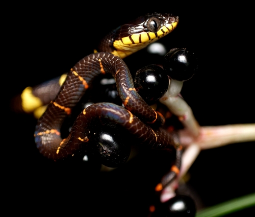 Western Mangrove Cat Snake