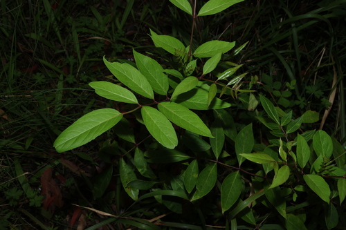 Polyscias sambucifolia observed 2026-10-18