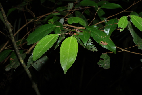 Rhodamnia argentea observed 2026-10-18