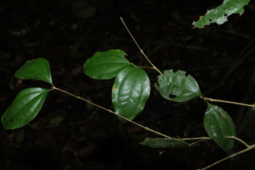 Rhodamnia argentea observed 2026-10-18
